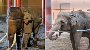 billy-and-tina-elephants-la-zoo-getty-1