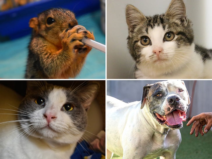 Animals Up For Adoption