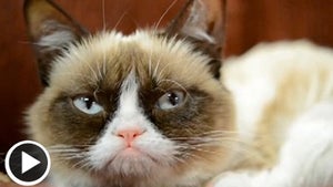 0311_grumpy-cat-launch