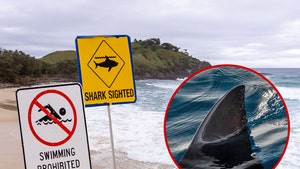 shark attack at cabarita beach getty 1