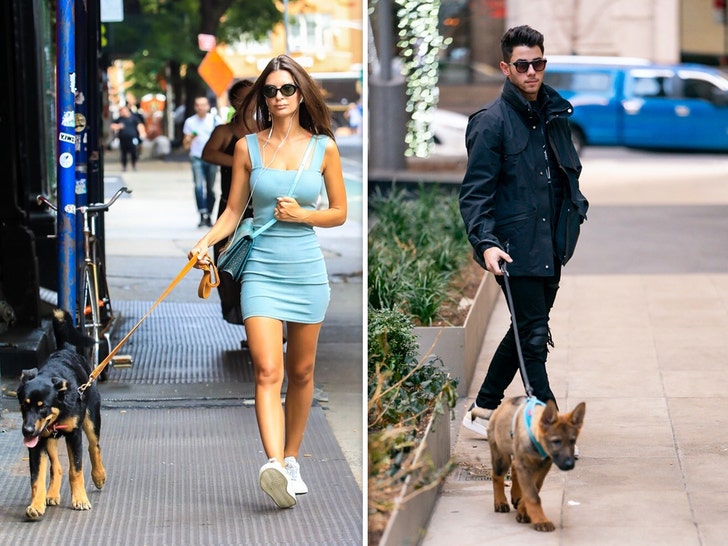 Stars Walking Their Dogs
