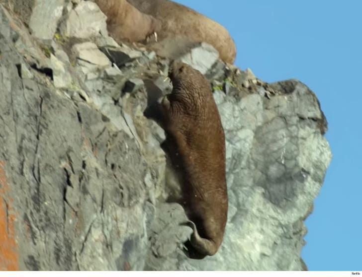Netflix Defends Graphic Walrus Scene in 'Our Planet' Docuseries :: 0409-walrus-netflix-8